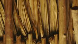 Mayan Garden, Mexico: Mayan Conservation Efforts Instructional Video