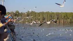 flock of Seagull on a port behind mangrove forest Stock Footage