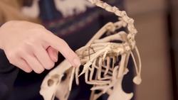 The Dinosaur On Your Thanksgiving Table Instructional Video