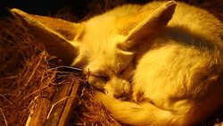 Fennec fox Stock Footage