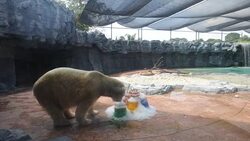 CLEAN : Singapore's polar bear Inuka celebrates 26th birthday with cake News Clip
