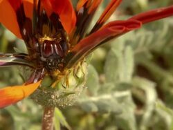 MS TD ZI Shot of Single monkey beetle resting in centre of red gazania amongst damaged petals / Namaqualand, Northern Cape, South Africa Stock Footage