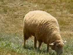 Sheep Stock Footage