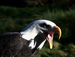 Bald Eagle tight shot, calls out inc. audio Stock Footage