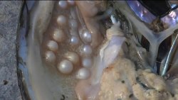 Chinese freshwater pearls compete with traditional sea bred gems News Clip