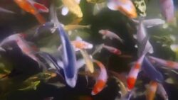Koi fish underwater, high angle view Stock Footage