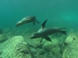 Sea Lions, two swim by over rocky bottom, then out frame, Mexico  Stock Footage