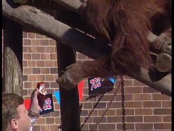 SOUTH AFRICA: ZOO ARRANGES MARRIAGE BETWEEN ORANGUTANS News Clip