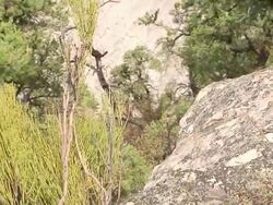 Bird and Rainbow in Grand Canyon Stock Footage