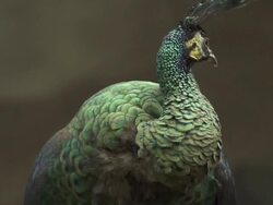 Peacock Stock Footage