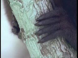 BCU Feet of Woolly monkey gripping tree trunk, tilt up to foot of baby, South America Stock Footage