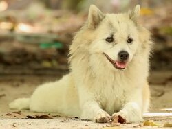 Thai dog Stock Footage