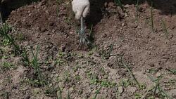 Farmer weeding beds Stock Footage