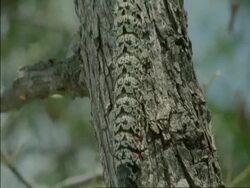 CU Emperor Moth Caterpillar crawling down side of tree, Botswana, Africa Stock Footage