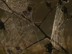 spiderweb, Israel Stock Footage