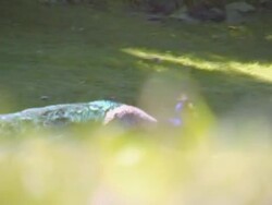 Peacock Stock Footage