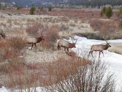 MS Shot of herd of large bull elk crossing frozen stream at sunset / Estes Park, Colorado, United States Stock Footage