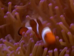 Clown Fish Stock Footage