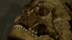 Replica remains of 'Cheddar Man' on display in the Natural History Museum News Clip