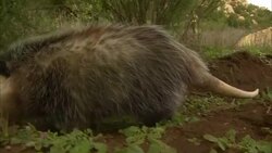 An opossum sniffs along the ground. Stock Footage