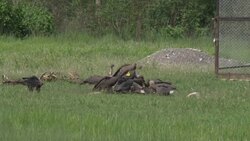 Vulture restaurants help endangered birds News Clip