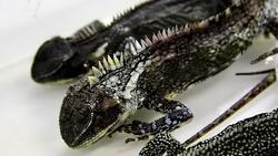 VOICED : Descubren tres mini dragones en Ecuador News Clip