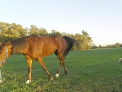 HD STEADY: Man And Little Boy Walking A Horse Stock Footage