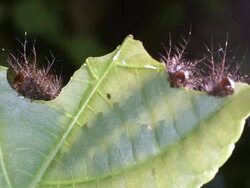 Time-lapse of a group of hairy caterpillars eating a leaf Stock Footage