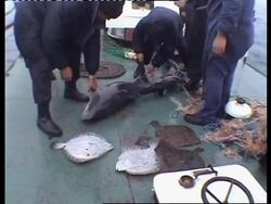 Crackdown on poaching by Turkish fishing boats in Romanian coastal waters News Clip