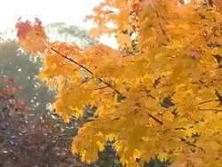 Maple tree Stock Footage