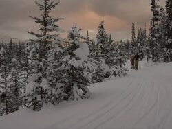 PAN cross country skiers winter scenery / Lake Louise, Alberta, Canada Stock Footage