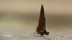 Close up of Butterfly Stock Footage
