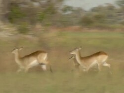 MS TS Shot of skittish impala herd running and pausing in floodplain grassland / Okavango Delta, North-West District, Botswana Stock Footage