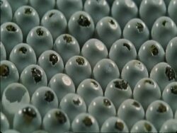 CU Caterpillar eggs as they begin to hatch, Botswana, Africa Stock Footage