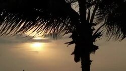 HD:Coconut trees by the sea Stock Footage
