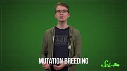 Why are GMOs Bad? Instructional Video