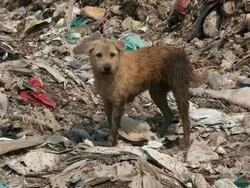 Homeless dirty dog Stock Footage