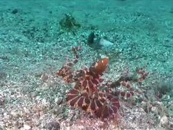 MS TD Mimic octopus floating / Lembeh strait, Sulawesi, Indonesia  Stock Footage