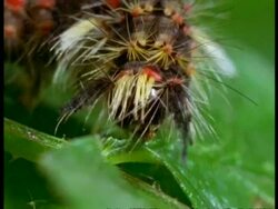 BCU Vapourer Moth (Orgyia antiqua) Caterpillar feeding on leaf, England Stock Footage