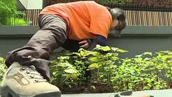 CLEAN : In Hong Kong veggies now grow on rooftops News Clip