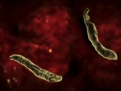 Close Up pan-left push-in push-out tracking-right - A filariasis worm travels through the digestive system of a host in a computer-generated animation. Stock Footage