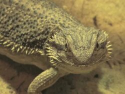 NTSC: Bearded Dragon Stock Footage