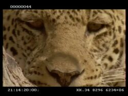 Leopard, Panthera pardus,  face, turns away from camera, CU, Botswana Stock Footage