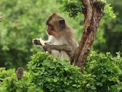 Monkey eating on tree top Stock Footage