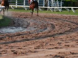 HD:Racehorse Stock Footage