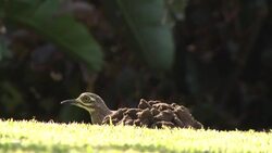 Dikkop Stock Footage