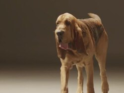 MS SLO MO Shot of Bloodhound dog walking / Shepperton, Middlesex, United Kingdom Stock Footage
