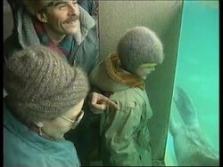 RUSSIA: MOSCOW ZOO WALRUSES (V) Instructional Video