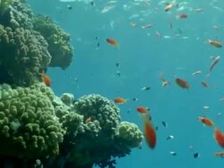 MS Coral reef with shoals of orange anthias and white and black white tailed butterfish / Egypt Stock Footage