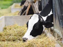 Dairy cows at farm ,Thailand Stock Footage
